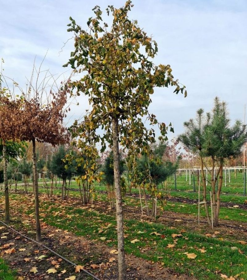 Corylus avellana 'Contorta'