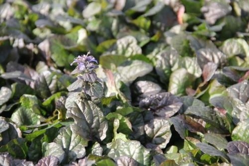 Ajuga reptans vaste plant