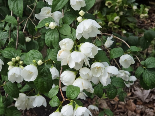 Boerenjasmijn 'Virginal' - vakbeplanting