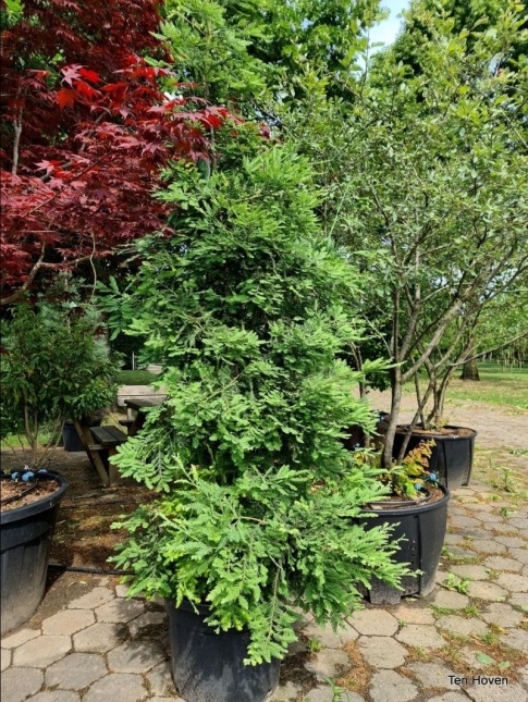 Sequoiadendron sempervirens 'Illa Martin'