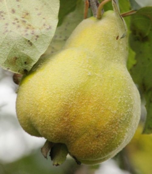 Kweepeer  - Cydonia oblonga 'Portugal'