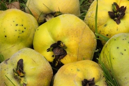 Veterane laagstam bomen van de kweepeer