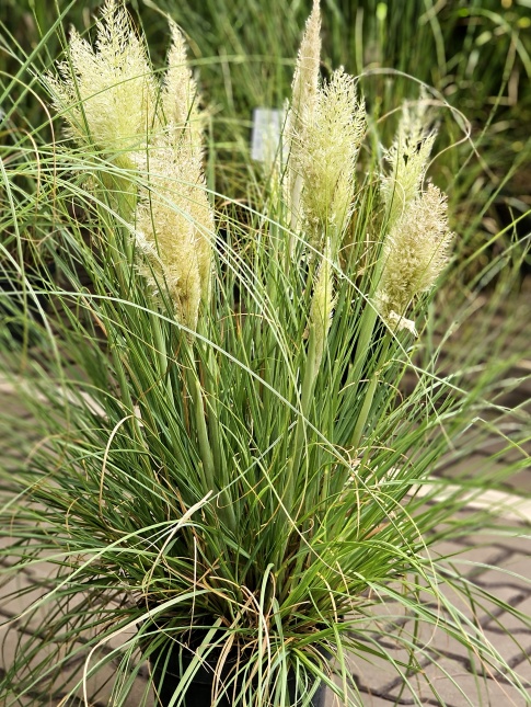 Pampasgras 'Mini Pampas' krijgt pluimen van augustus tot oktober