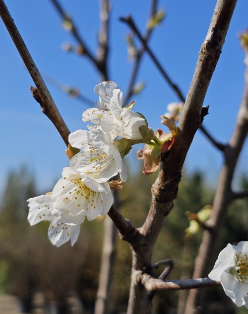 Kers 'Schneider Spate Knorpel' - Prunus avium 'Schneider's Späte Knorpelkirsche'