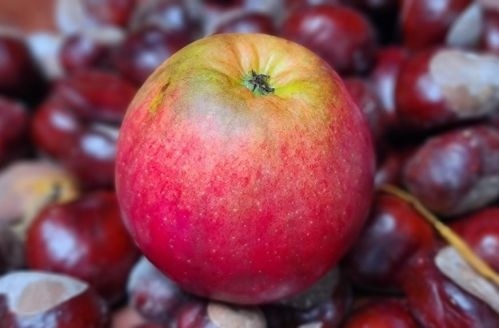 Malus 'Ecolette' appel