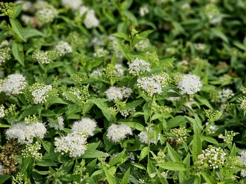 Japanse spierstruik 'Albiflora' met witte bloemen