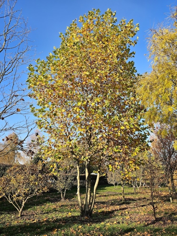 Klimboom Plataan