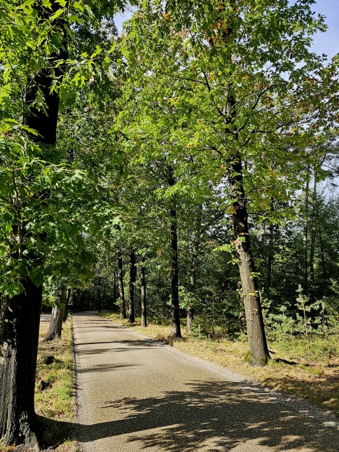 Quercus Rubra