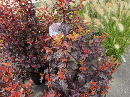 Blaasspiraea 'Little Angel' - vakbeplanting met mooi gekleurd blad
