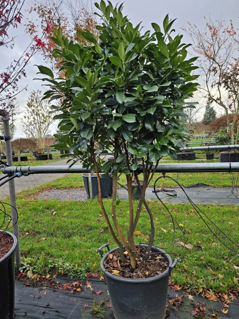 Prunus laurocerasus 'Bonaparte'