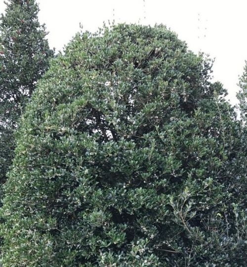 Schijnhulst - Osmanthus heterophyllus