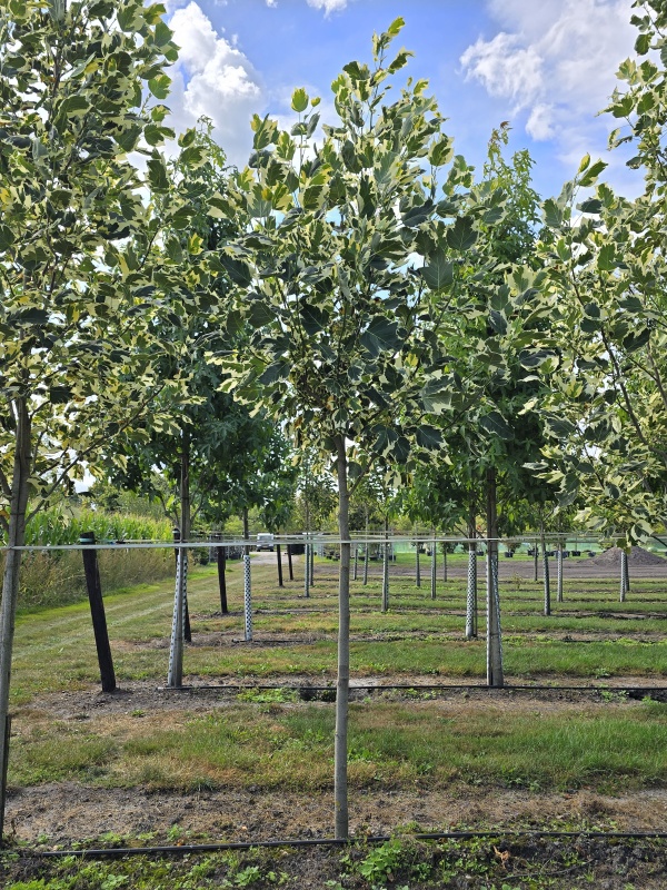 Tulpenboom 'Snowbird'