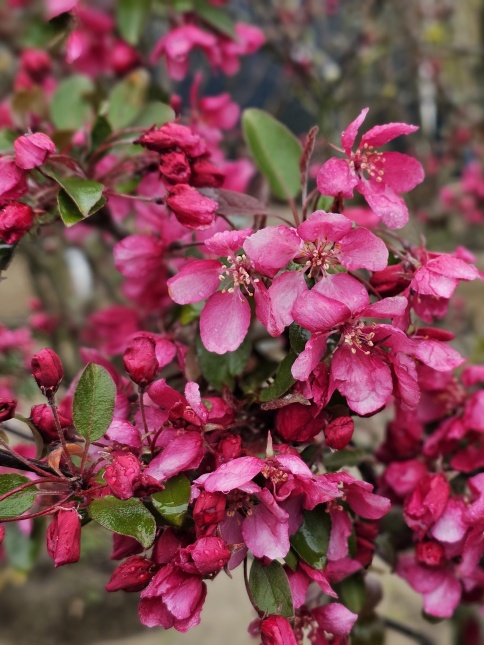 Malus profusion bloesem