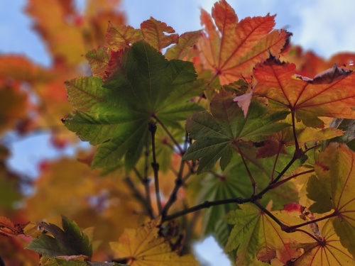 Japanse esdoorn 'Vitifolium' herfstkleuren