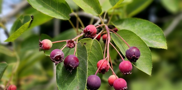 Een krentenboom planten: Hoeveel ruimte en welke verzorging is nodig?
