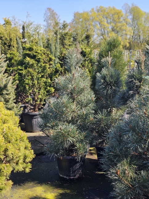 Pinus Sylvestris, grove den, Vliegden.  cultivar Norske (Norska)