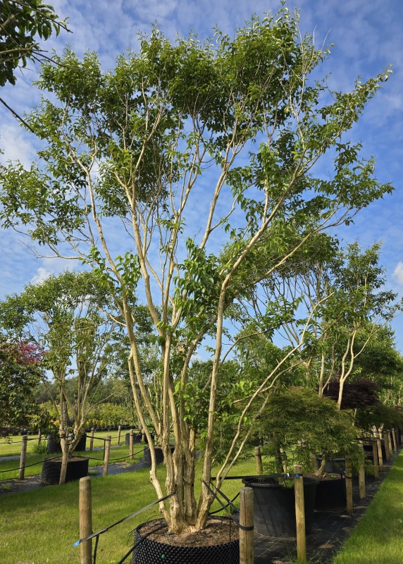 Sieben-Söhne-des-Himmels-Baum