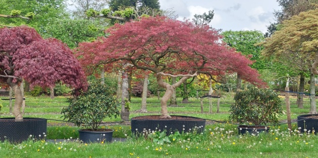 Bomen beschermen tegen zonnebrand.