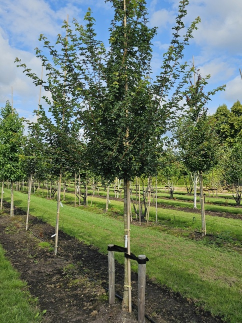 Veldesdoorn 'Elsrijk' stam en kroon