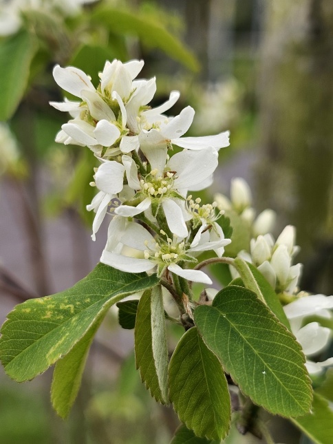 Amelanchier alnifolia 'Obelisk'