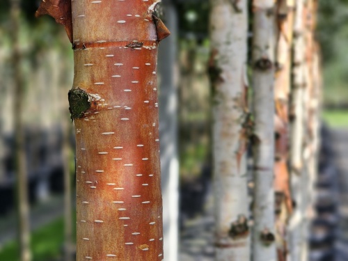 Zilverberk - Betula albosinensis 'Fascination'