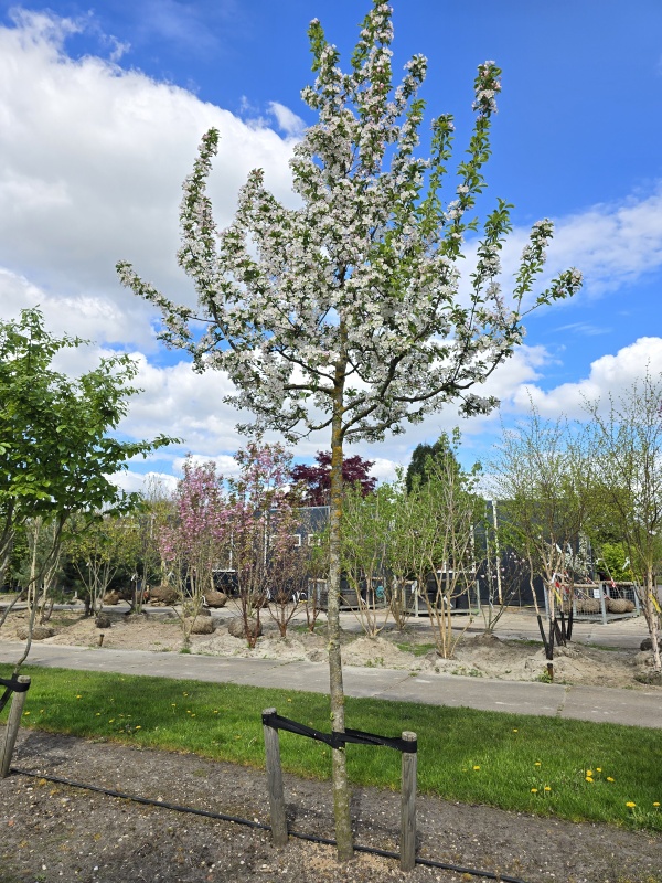 Rode sierappel met witte bloesem
