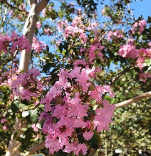 Lagerstroemia indica CV, meerstammig
