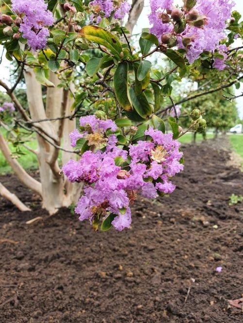Bloemen van de Lagerstroemia indica 'Rosea'