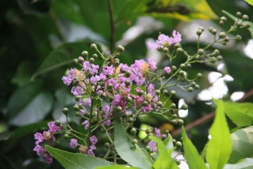 Lagerstroemia 'Muskogee' met bloemen en knoppen