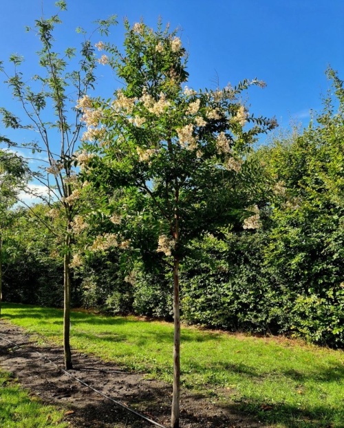 Lagerstroemia 'Natchez' witte bloemen