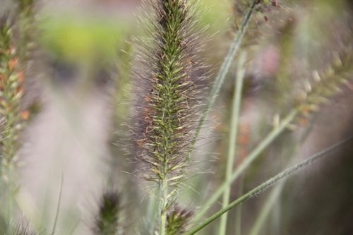 Pennisetum pluimen worden bij volwassen planten voller
