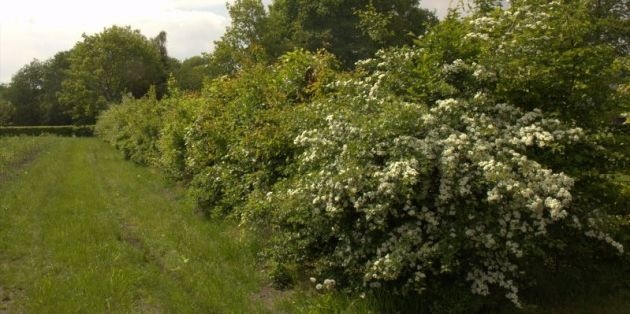 Landschappelijke hagen