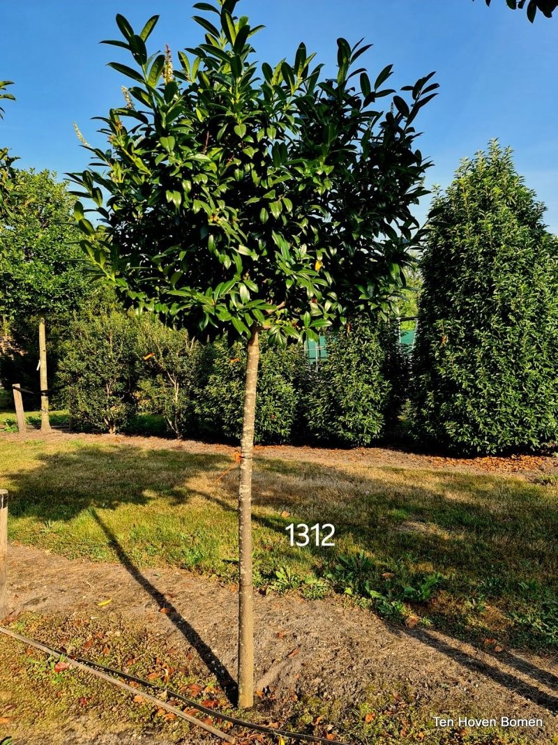 Laurierkers 'Etna' met donkergroen blad