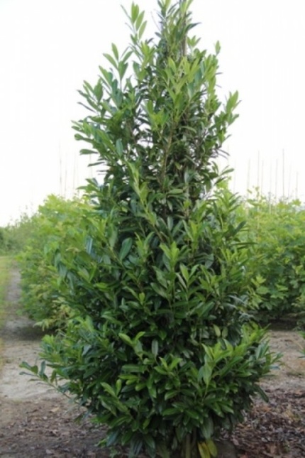 Laurierkers - Prunus laurocerasus 'Caucasica'