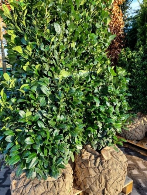 Laurierkers 'Obelisk' - Prunus laurocerasus 'Obelisk'