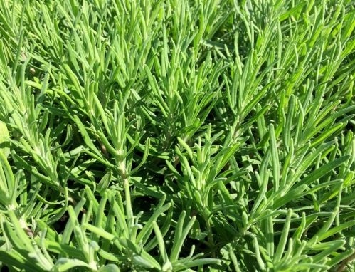 Lavendel 'Dwarf Blue' - Lavandula ang. 'Dwarf Blue'