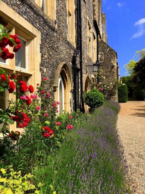 Lavendel 'Munstead' - Lavandula ang. 'Munstead'