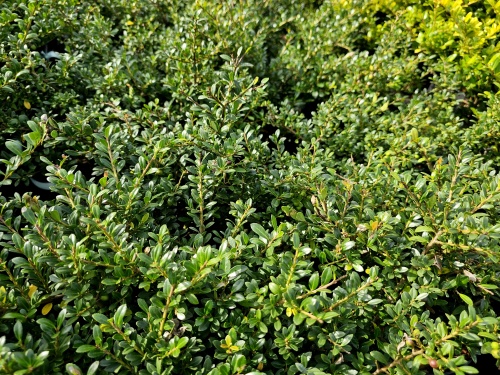 Ilex crenata 'Stokes'