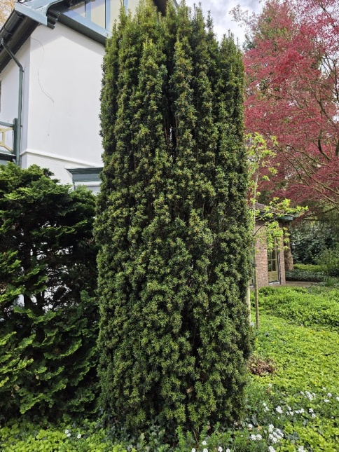 Ierse Taxus 'Fastigiata Aurea',
