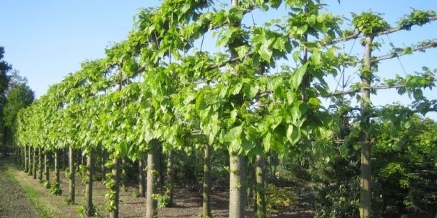 Leibomen