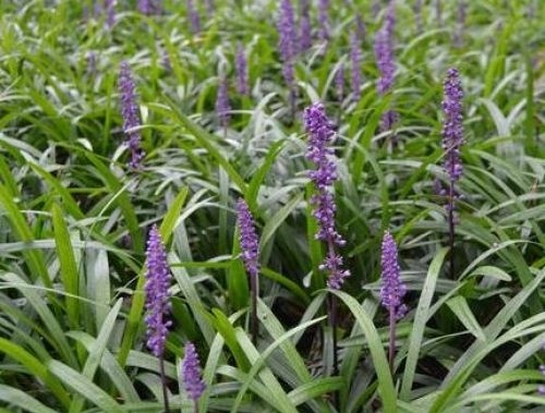 Siergras 'Royal Purple' in bloei