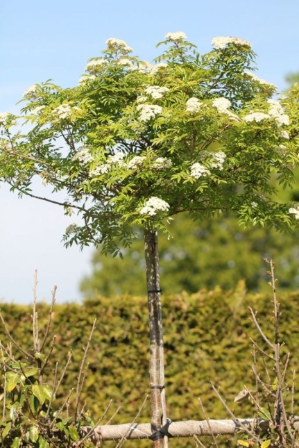 Sorbus commixta 'Fireball'