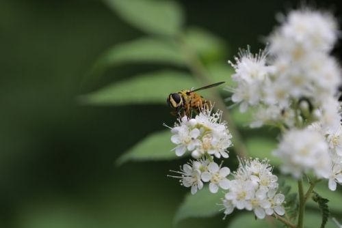 Lijsterbesspirea - Sorbaria sorbifolia