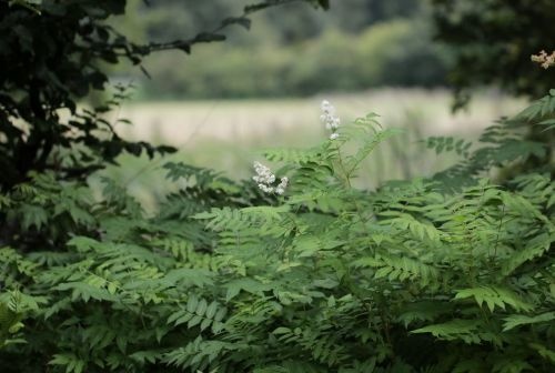 Lijsterbessprirea - Sorbaria sorbifolia