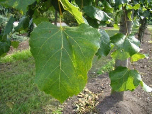 Linde 'Glenleven' blad detailfoto 