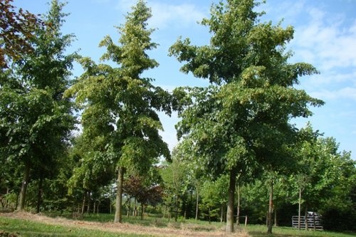 Linde - Tilia x flavescens 'Glenleven'