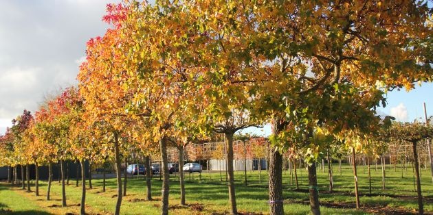 Liquidambar