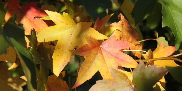Liquidambar