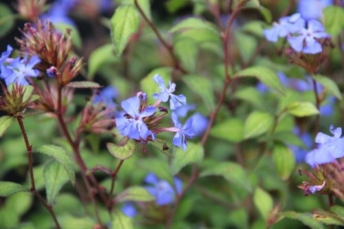 Loodkruid  - Ceratostigma willmottianum