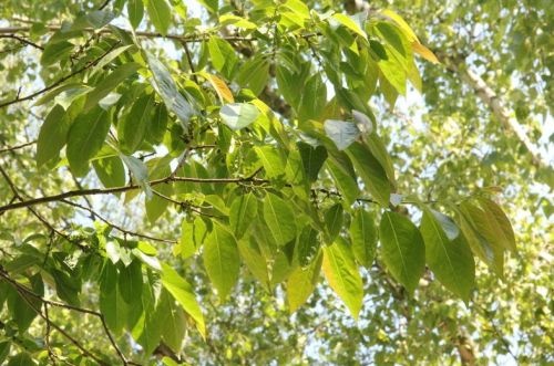 Diospyros lotus, Lotusboom, dadelpruim